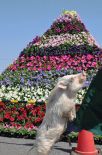 ミニブタのララちゃんショー！毎週土日祝日・午後２時１５分からやってマス！！