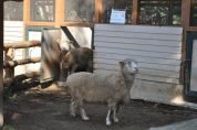 私達「こめ」と「むぎ」です♪小さな動物村まで会いに来てね!
